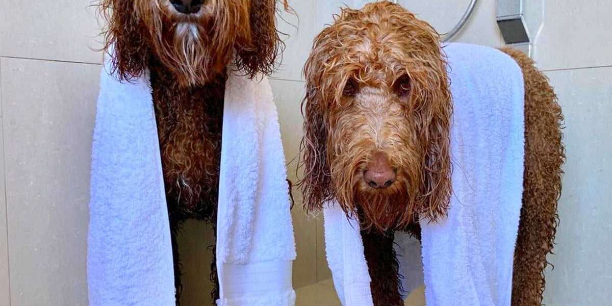 Get the Best Naturally Moisturising Dog Shampoo and Conditioner for Dry Skin