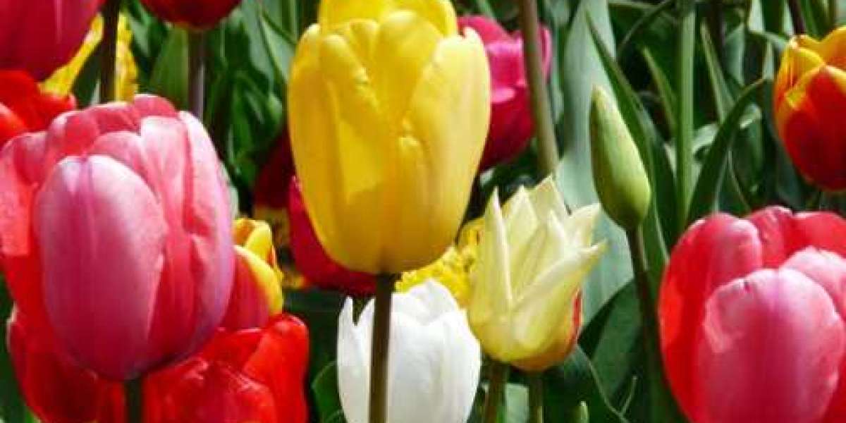 Colourful Tulips -  What their different colours represent?