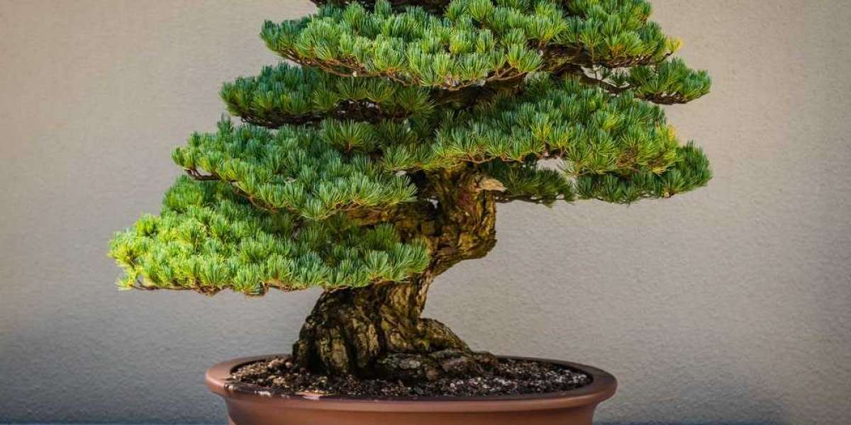 Buy Bonsai Plants Online at Best Prices in India