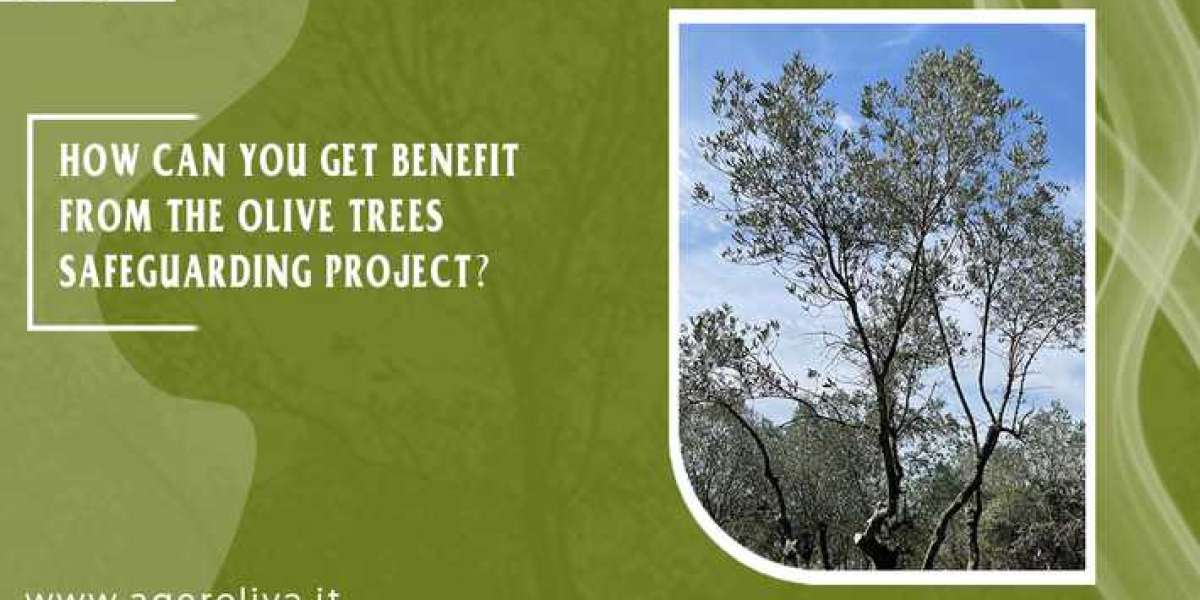 How Can You Get Benefit From The Olive TreesSafeguarding Project?