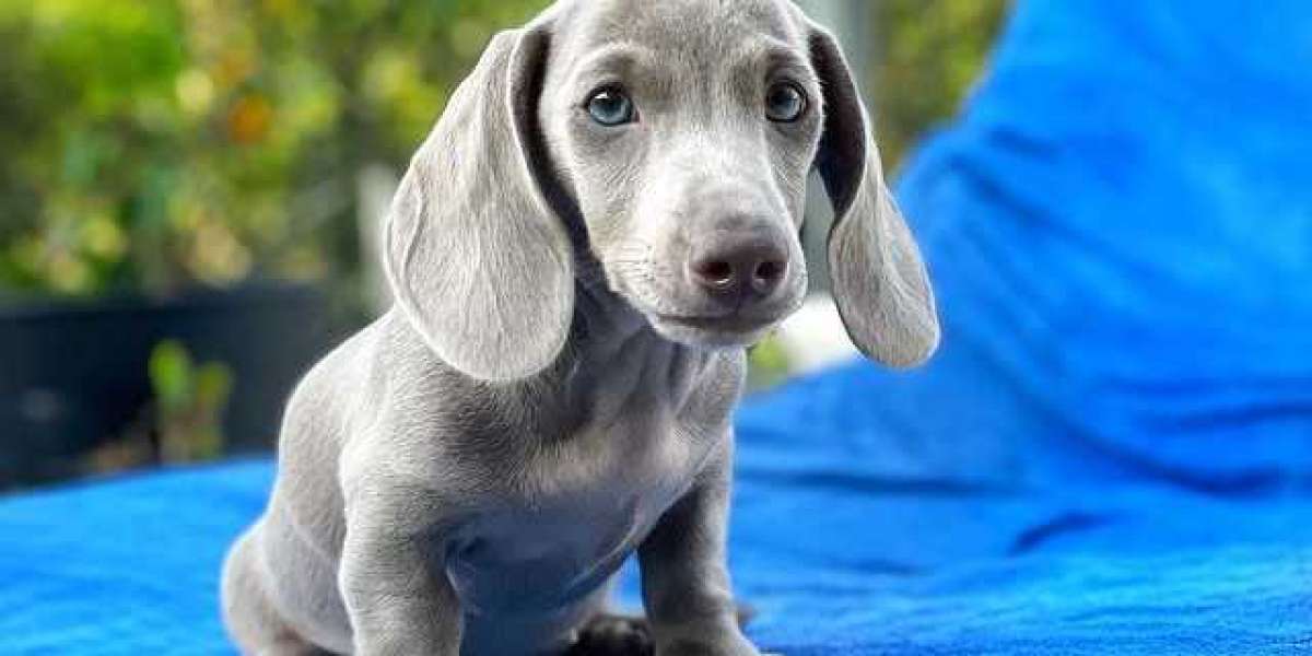 Cheap Miniature Dachshund Puppies for Sale Online