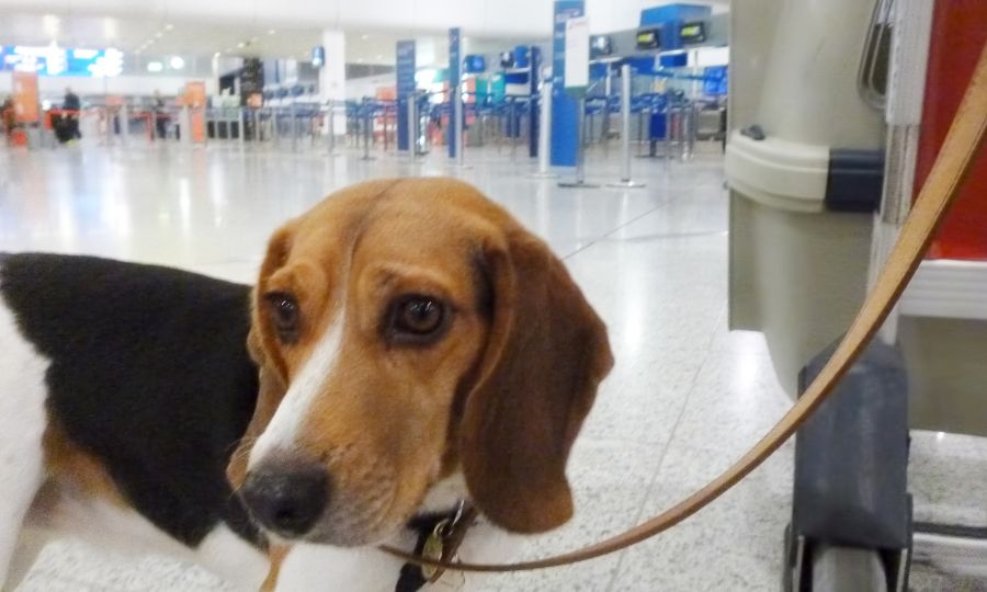 Which airline allows travel with a dog?