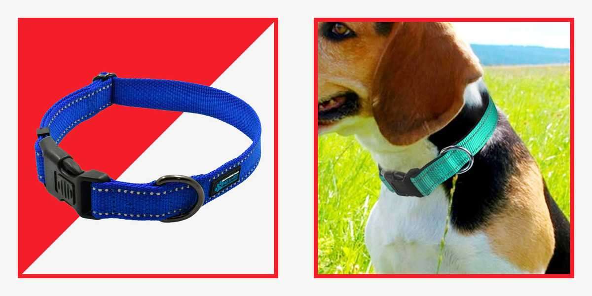 Aren't All Dog Collars the Same? - Scrufts.co.uk