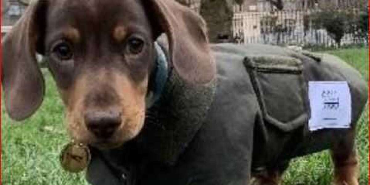 Quality and Usefulness of Barbour Wax Dog Coat