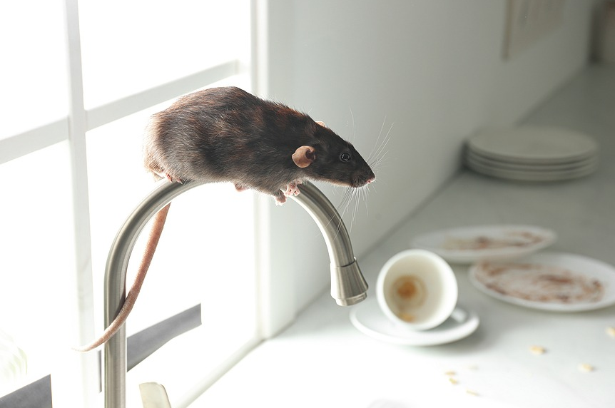 Proactive Steps To Deal With A Rat Infestation - Rat Removal Melbourne