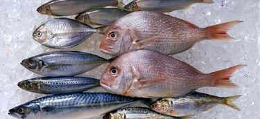 Check Out The Healthiest Fish To Eat For Your Benefit - Local Business Blog Article By Wake Posts