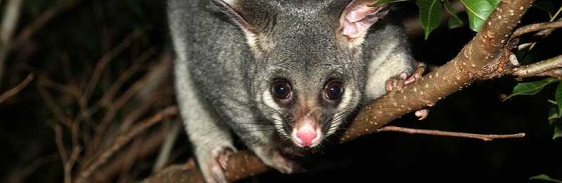 Possum Removal Melbourne Cover Image