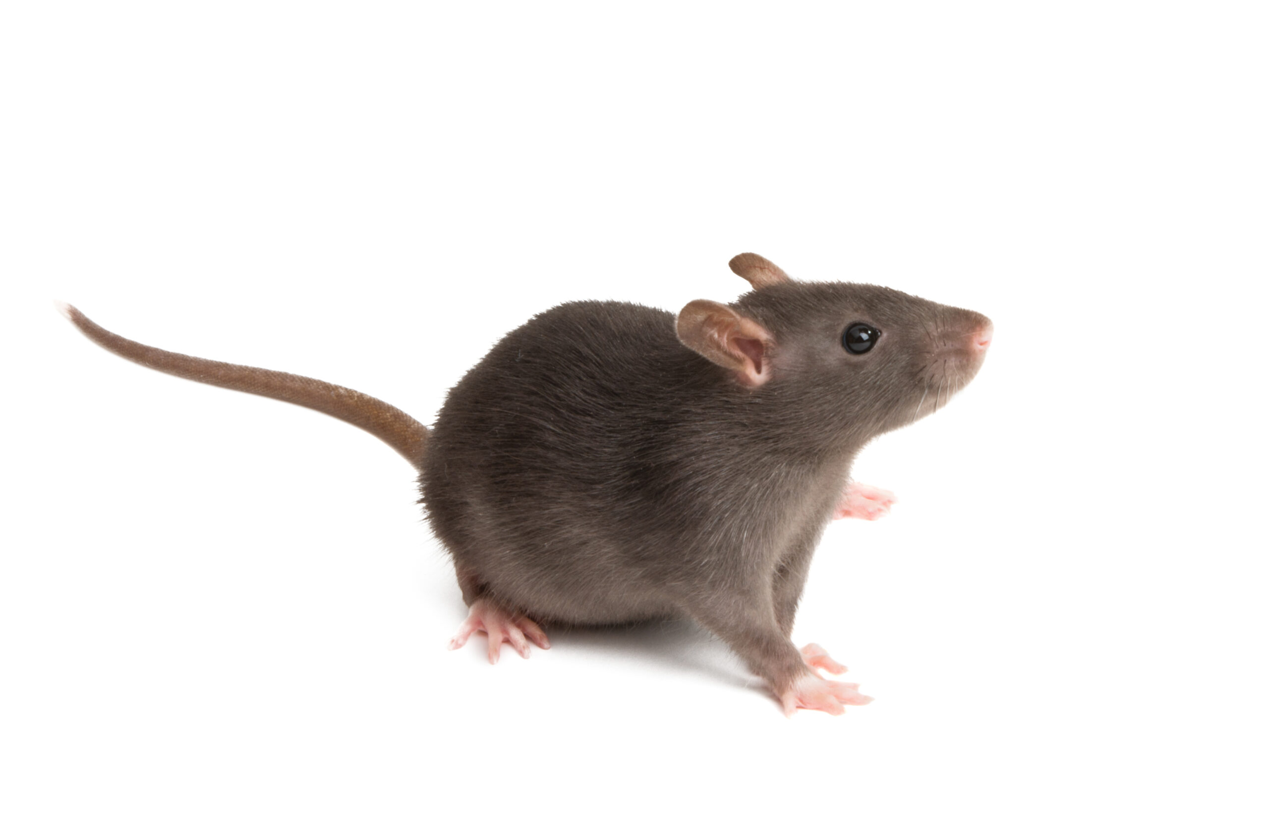 How Often Should You Rat-Proof Your Home? - Rat Removal Melbourne