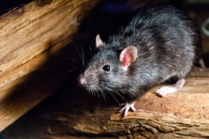 Rat Removal Hawthorn | Rat, Rodent Control Hawthorn