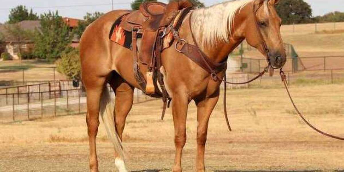 quarter horse saddles for sale