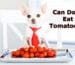 Best Dogs Food - Cats Food - Eating Birds Food | Pets Food Items