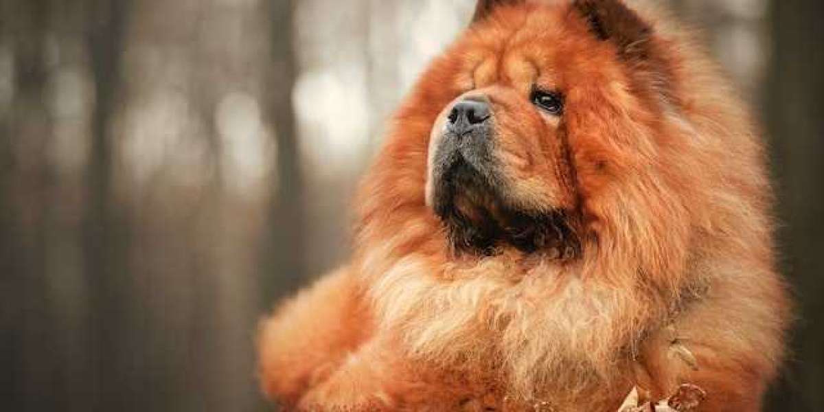 Any Chow Chow Dogs Help