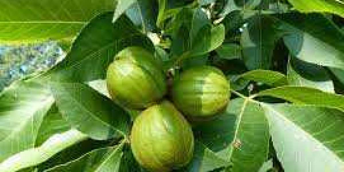 Edible Hickory Nuts Market Industry Research Report Explores the Keyword & Growth 2021 to 2030