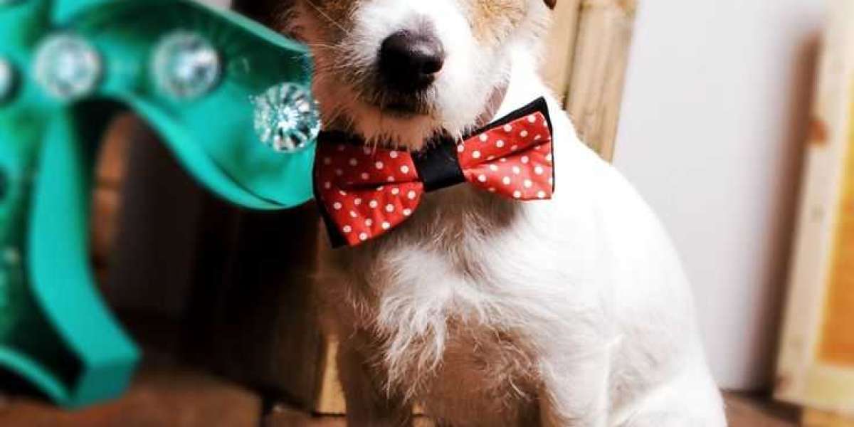 What Only Women Know About dog Bow Tie