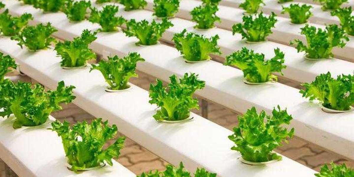 Hydroponics Market Growth, Key Players, Opportunities, Statistics, Gross Margin | Forecast