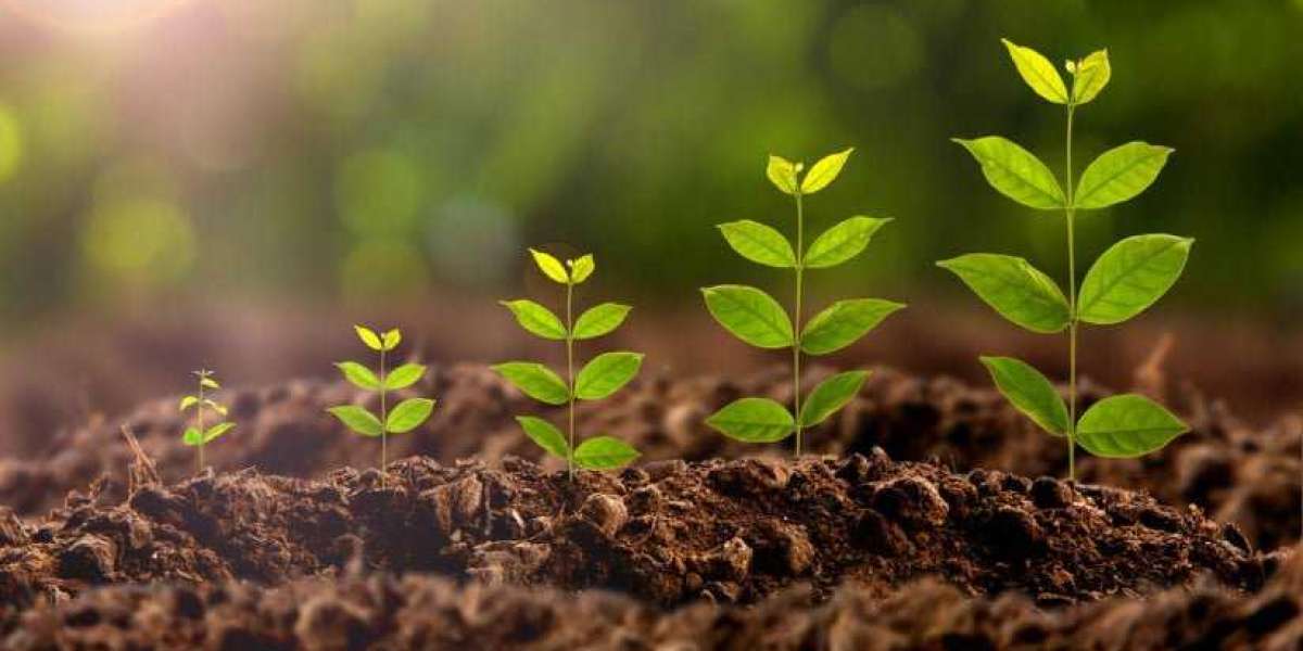 Plant Growth Regulators Market Trends An Objective Assessment Of The Trajectory Of The Market By 2030