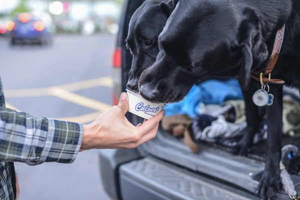 Can Dogs Have Ice Cream? | DogExpress