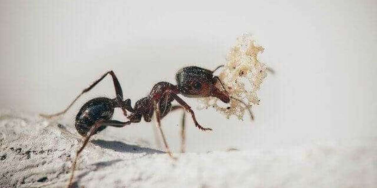 Ants Beware: The Top-Rated Ant Pest Control Services