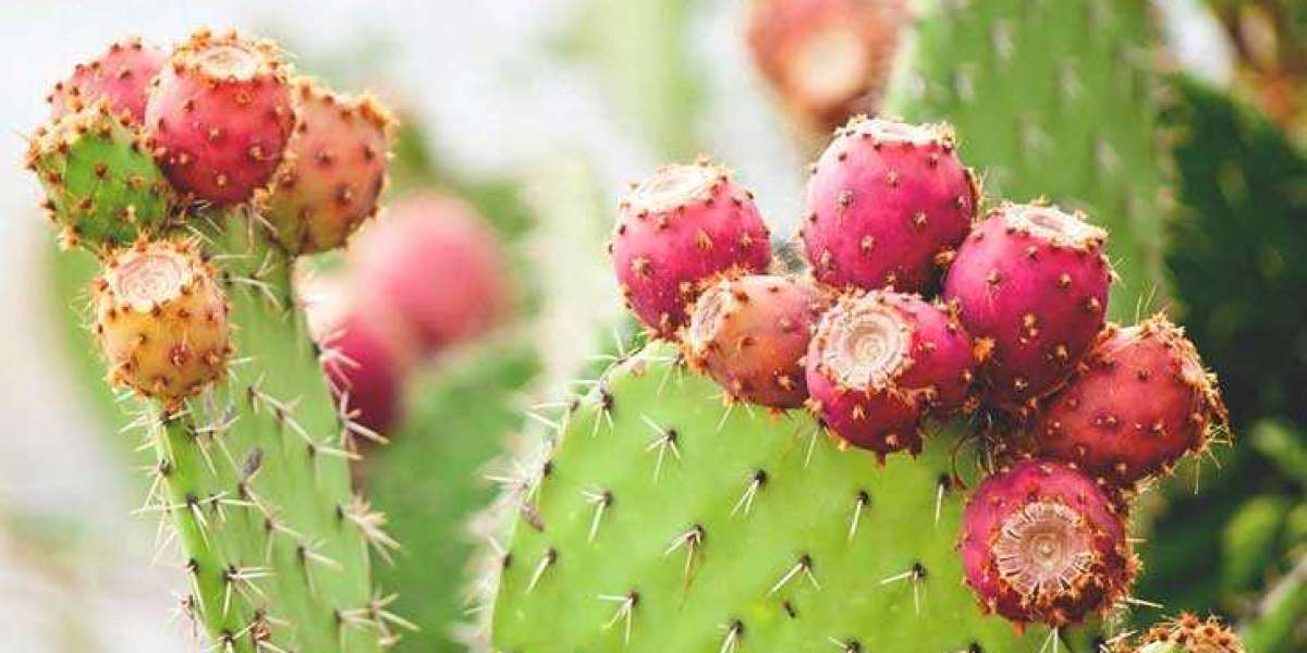 Packaged Cactus Water Market Share, Value, Key Players, Scope and Opportunity Till 2027