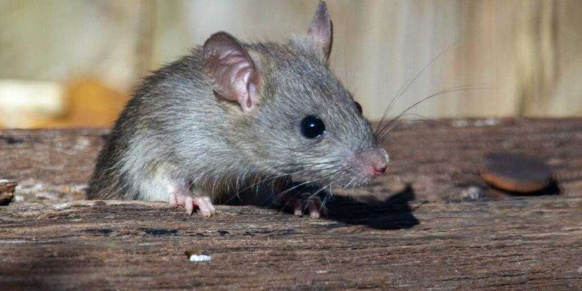 Top-Quality Rat Pest Control Services for Your Property