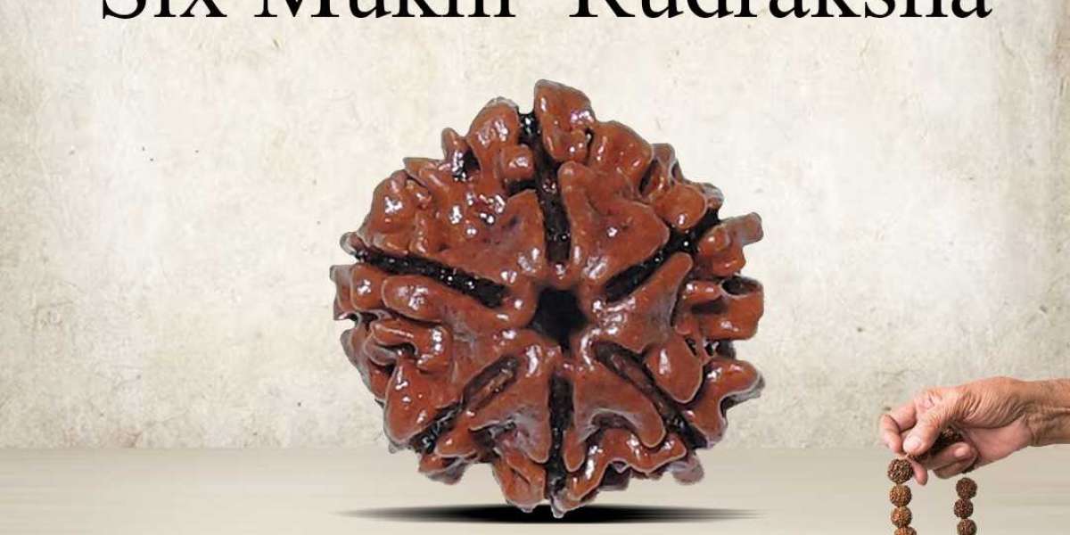Get  6 Mukhi Rudraksha Online From Rashi Ratan Bhagya