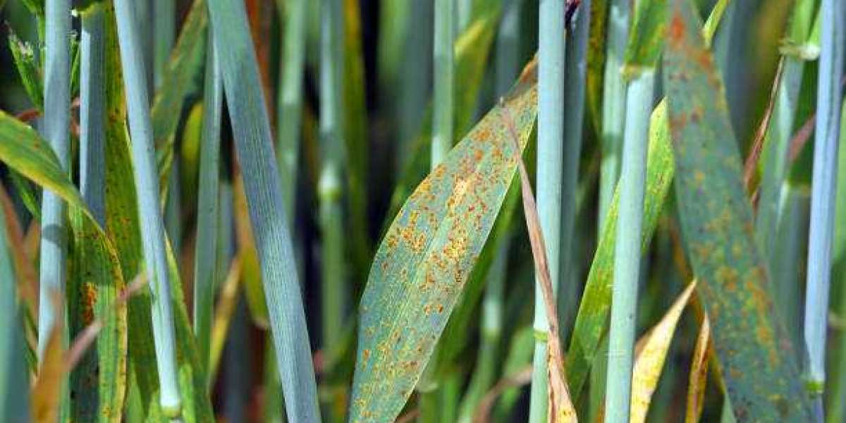 Fungicides Market Overview Regulations And Competitive Landscape Outlook To 2030