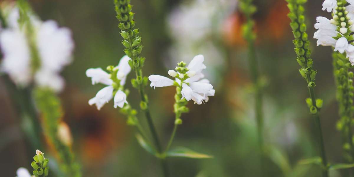 How Is Food Transported In Plants