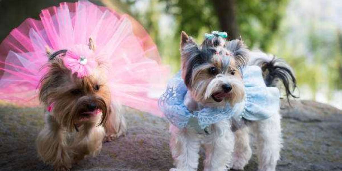 Factors to consider when choosing a dress for your small dog