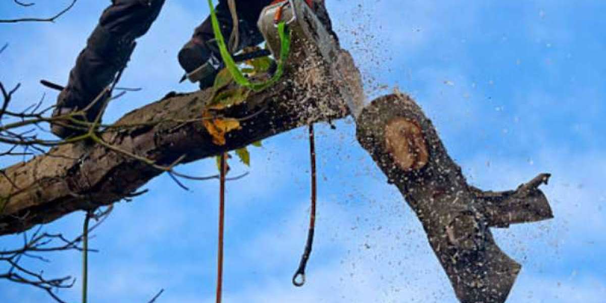What You Can Do To PrepareYour Trees For The Upcoming Hurricane Season