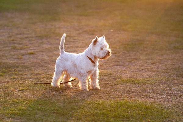 West Highland White Terriers: Your Ultimate Breed Guide | DogExpress