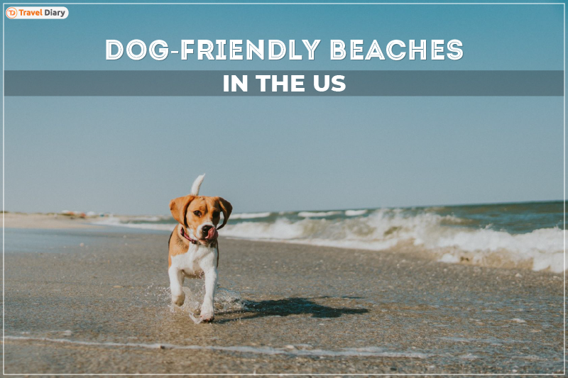 Discover the Best Dog-Friendly Beaches in the U.S.