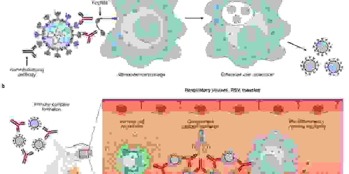 What is Antibody-Dependent Enhancement