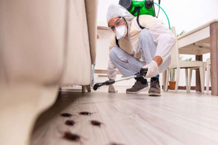 The Vital Role of Pest Control Professionals in Safeguarding