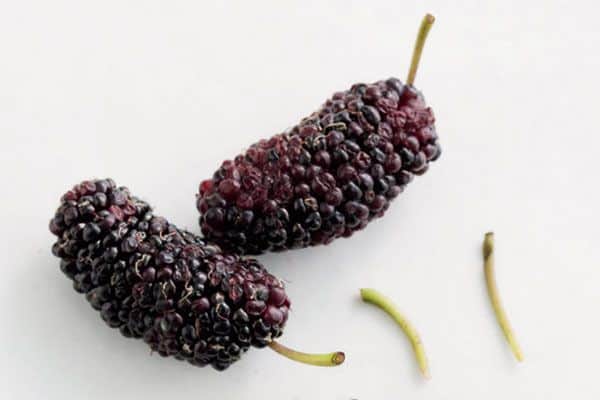 Mulberry Markt Share, Size, Trends, Demand and Forecast 2032