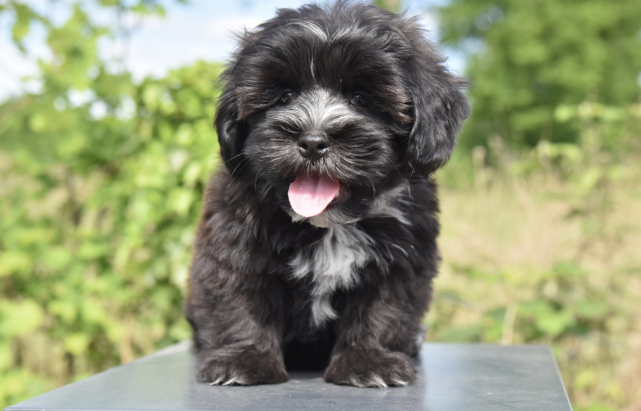 How much does it cost to buy a havanese dog? - Havanese Nation