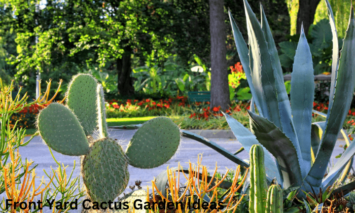 Front Yard Cactus Garden Ideas And Inspiration