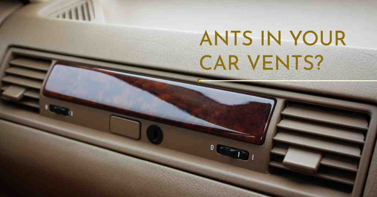 How To Get Rid Of Ants In Car Vents.