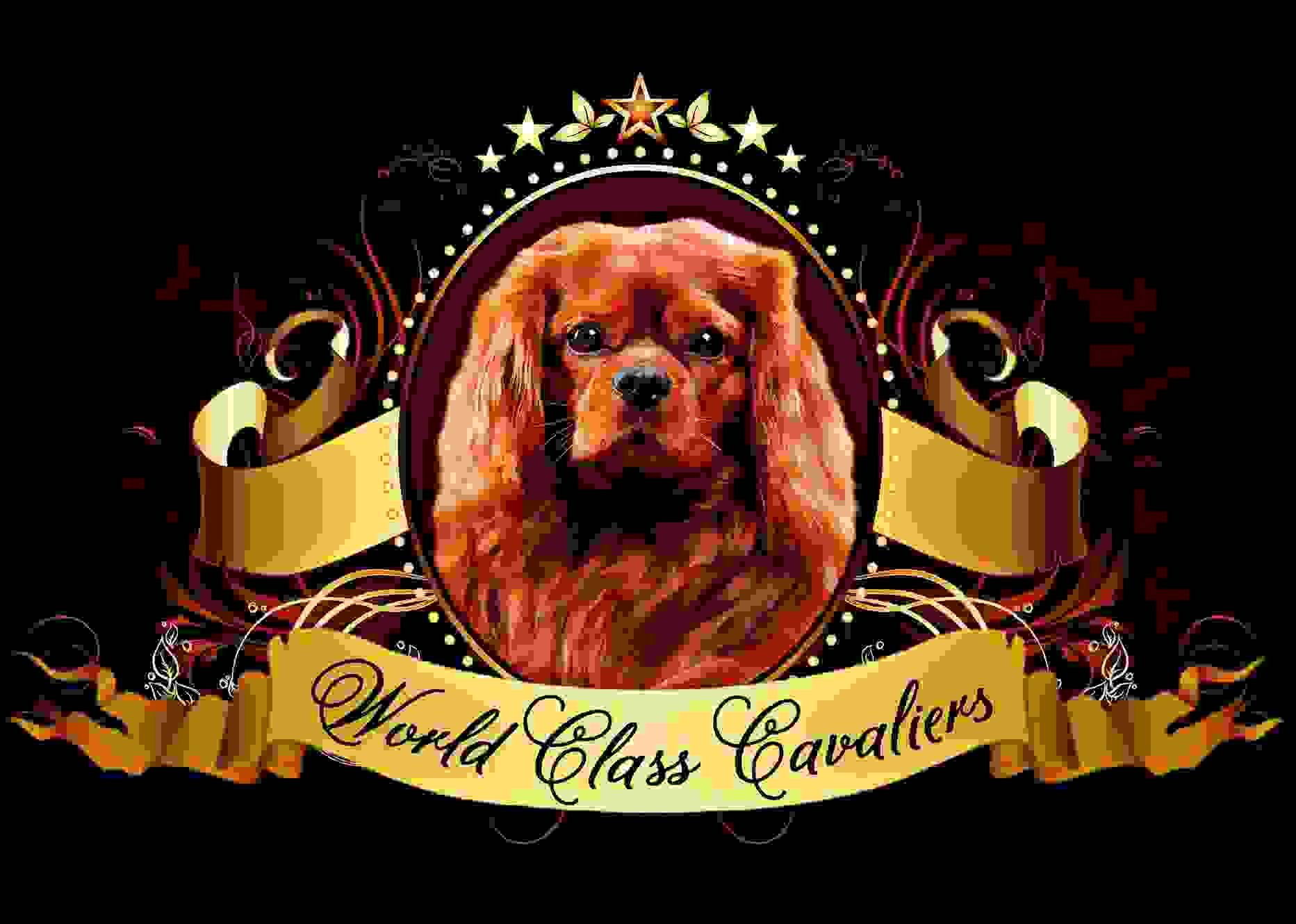 World Class Cavaliers LLC Profile Picture