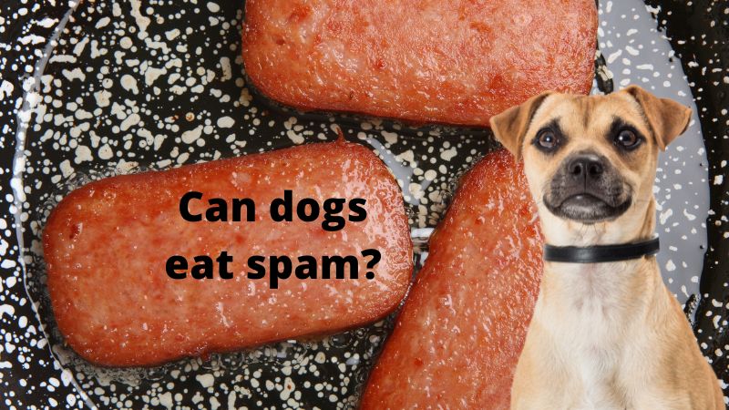 Can Dogs Eat Spam? benifits And Risk - Doggie Food Items