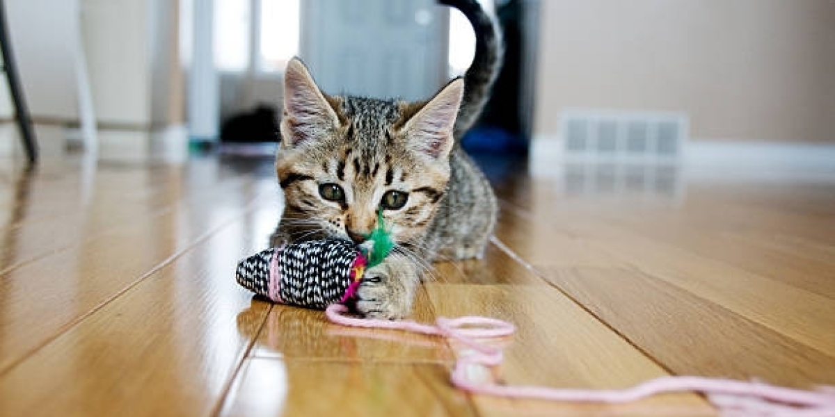 From Fluff to Love: Finding Top-Notch Kitten Breeders for Your Feline Friend