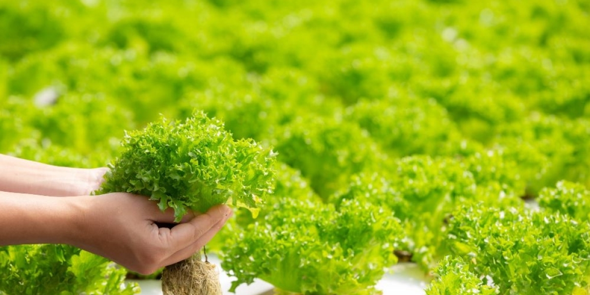 Hydroponic Vegetables Market 2023: Industry Demand, Insight & Forecast By 2033