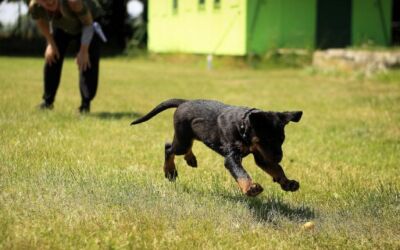 Home - Jr Dog Training | Dog Training Montreal