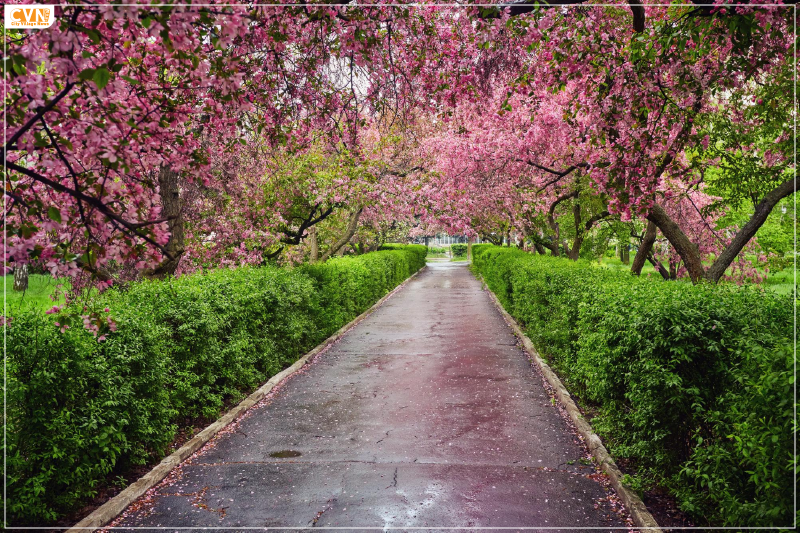 Shillong Cherry Blossom Festival is Set to Start on Nov 17