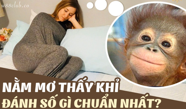 Điềm báo gì khi nằm mơ thấy khỉ? Mơ thấy khỉ đánh con gì?