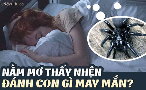 Nằm mơ thấy nhện đánh con gì? Ý nghĩa giấc mơ thấy nhện