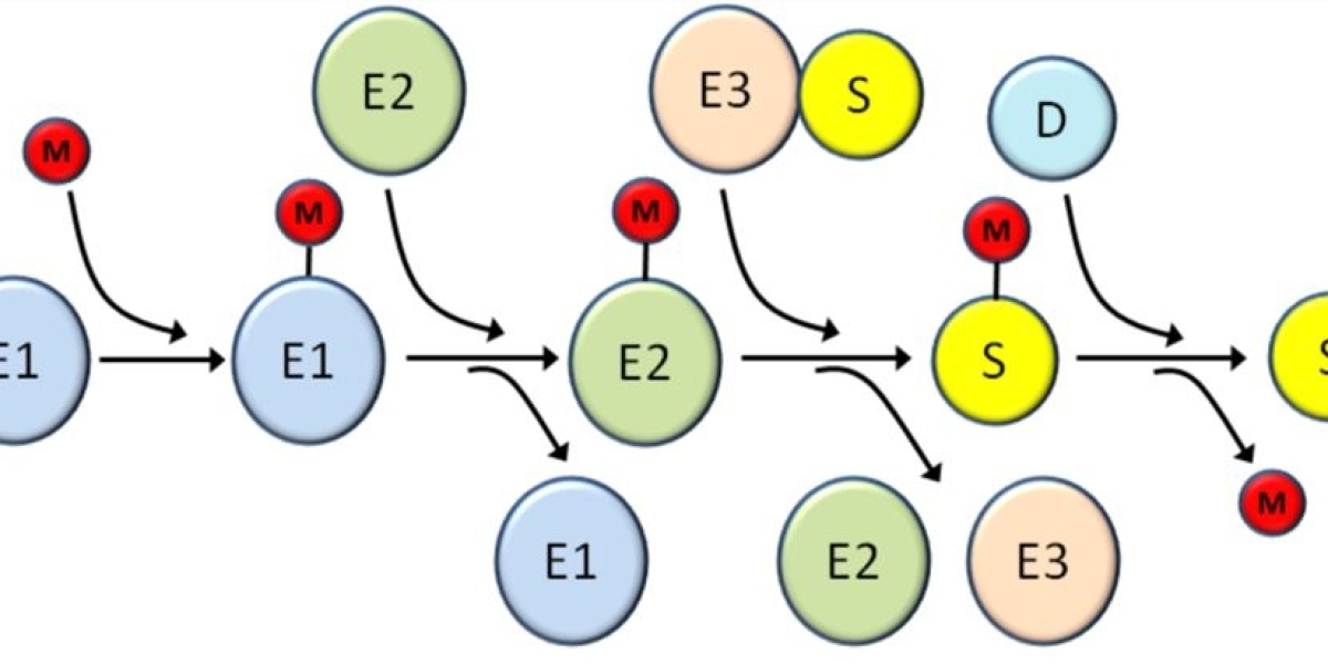 Ubiquitin and Ubiquitin-like Modifiers Immunology Reagents