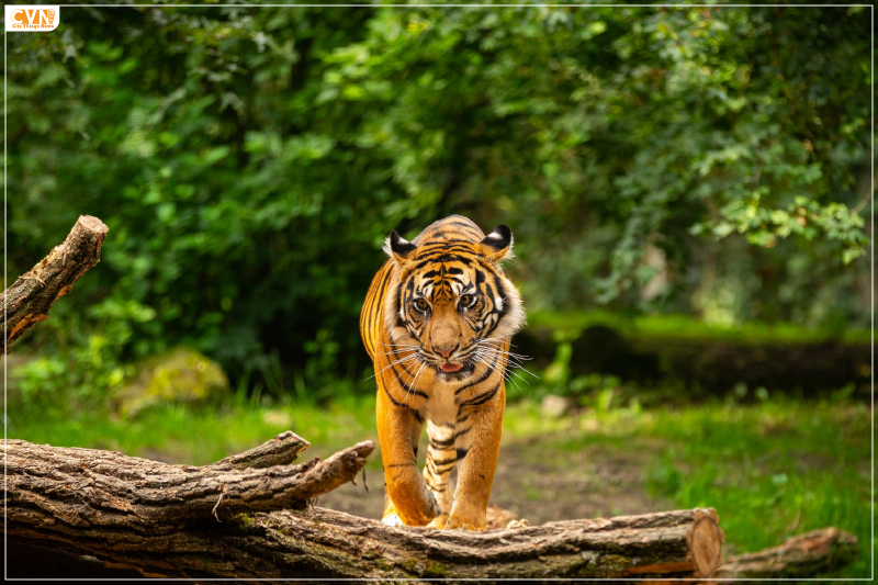 Largest Tiger Reserve in India Likely to Open in Madhya Pradesh