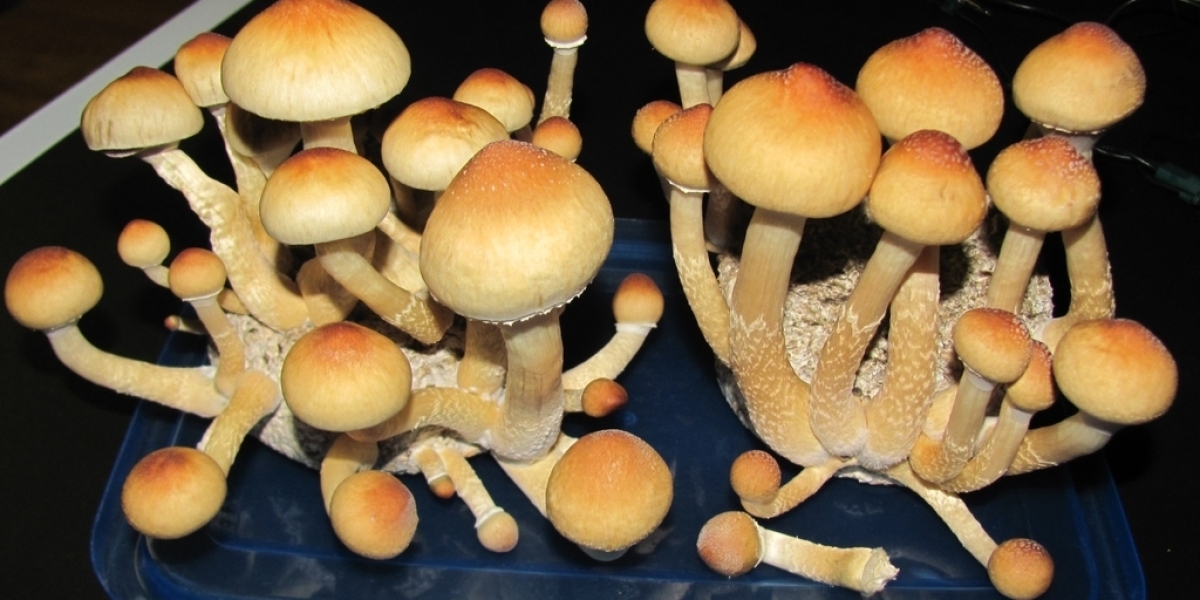 History of the Mexican Dutch King Mushroom