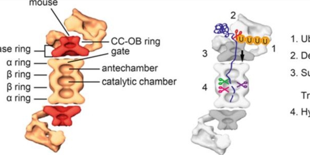 Proteasome Immunology Reagents