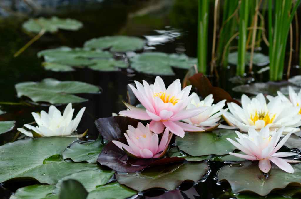 Water plants for fish pond